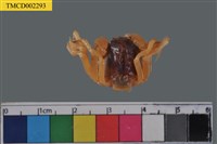 藏品(短指和尚蟹)的圖片